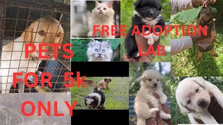 Free adoption dog amp cats available 💥 5500ന് നായ്ക്കുട്ടി other pets at low price🔥 [upl. by Akeim720]