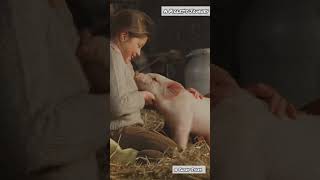 A Piglets Journey 🥲🥲💔 viralvideo official views actionmovies travel fighting love [upl. by Deehsar]