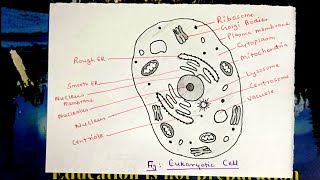 How to draw Eukaryotic cell step by step drawing for beginners [upl. by Eronel]