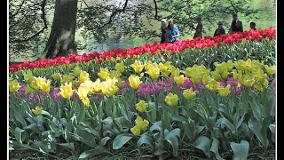 Visit the Keukenhof Gardens in Holland right from where you are now [upl. by Tamsky]