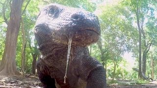 What Makes Komodo Dragons Apex Predators [upl. by Gonzalez]