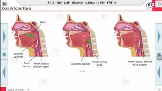 Biyoloji 2  İnsan Fizyolojisi Sindirim Sistemi 1 🧫 [upl. by Eatnahc]