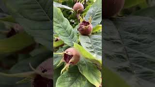 medlar tree in local orchard Witten Lakes 🍄 [upl. by Ikkin162]