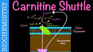 Carnitine Shuttle  Biochemistry [upl. by Schou]