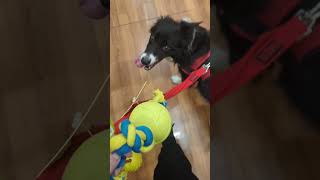 Shopping with a very excited Collie bordercollie funnydogvideo dogsofyoutubeshorts [upl. by Iver]