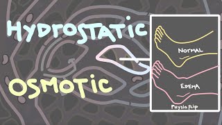 Hydrostatic and osmotic pressure  Introduction to edema [upl. by Ayhdiv]