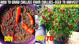 How To Grow Chillies At Home100 chillies per plantSeed To Harvest [upl. by Lemon]