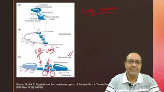 Arabinose Operon  Quick amp Easy Explanation  Molecular Biology [upl. by Ennayllek597]