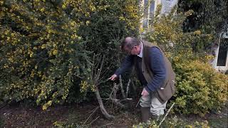 Hard pruning after first flowering of Genista Porlock [upl. by Ecydnak469]