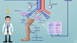 TEMA 2 FARMACOCINÉTICA VCI  SISTEMA PORTA  EFECTO DE PRIMER PASO HEPÁTICO Farmacología [upl. by Emylee]