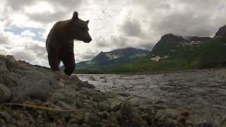 Filming Grizzlies with GoPros [upl. by Dupuis]