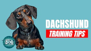 How to Train Your Dachshund  Best Dachshund Puppy Training Tips [upl. by Polinski771]