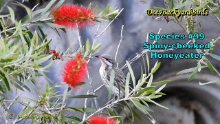 New BirdSpecies 99 Spiny cheeked Honeyeater amp Bird CallBackyardbirds Australia [upl. by Dav613]