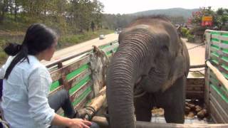 Lucky the Blind Circus Elephant Rescue  ElephantNews [upl. by Eirlav]