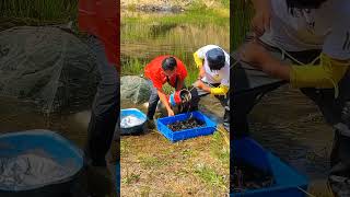 Catching fish 😮 fishing trendingshorts viralshorts trending viralvideo chinesefunnyclip [upl. by Yemaj645]