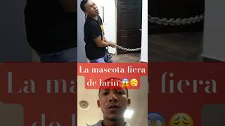 La mascota fiera de larin comedia humor larin [upl. by Hgielek]