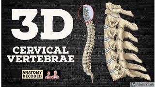 3D Cervical Vertebrae Typical Atypical Applied  Anatomy Decoded  Anatomy Lectures [upl. by Nosyaj]