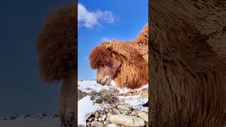 Why This Camel is Eating Ice animals camel desertanimal ytshorts Wildlife [upl. by Lacsap]