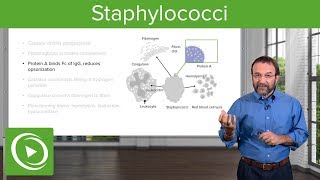 Staphylococci – Microbiology  Lecturio [upl. by Birkner]