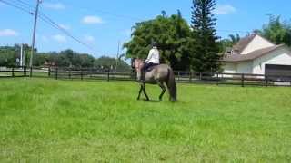 Shelley Riding Willow a rescued Paso Fino mare [upl. by Debo]