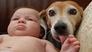 Perritos lindos y perros juegan con Compilación bebés 2015 NUEVA EDICIÓN HD [upl. by Airehc]