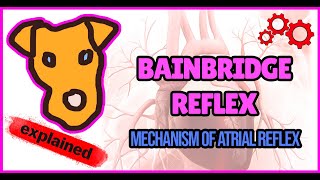 The logic of Bainbridge reflex mechanism [upl. by Adohr]