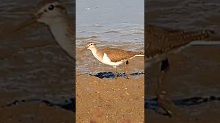 Sandpiper [upl. by Idou376]