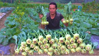 A lifetime of kohlrabi from planting to harvest [upl. by Mattland568]