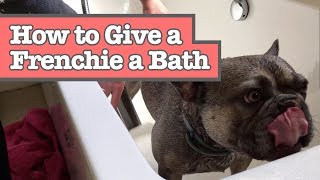 How to Give Your French Bulldog a Bath or Shower [upl. by Baynebridge722]