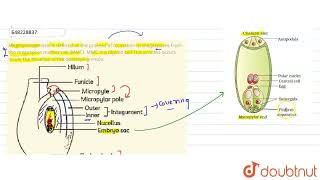 Megasporogenesis is defined as the process of formation of megaspores from the megaspore mother [upl. by Kinch552]