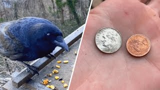 Crow brings money for woman after she feeds him [upl. by Zelazny938]