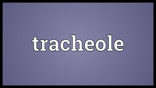 Tracheole Meaning [upl. by Yrellav]