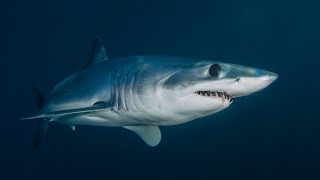 Amazing Shark moving underwater Ocean Shark  Shark attacking [upl. by Mckenzie585]