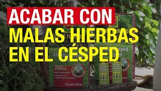 Acabar con las malas hierbas en el césped  COMPO Jardinería [upl. by Mirabelle]