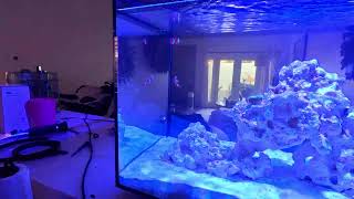 LIVE 135g Nano Reef Tank [upl. by Blanka191]