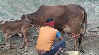 87Saiwal cow sell 1st lactation Please 👍Please👆Subscribe 9829403357 [upl. by Bartolome]