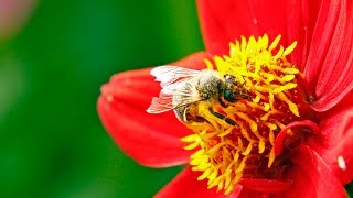 Vu de près  une abeille butine un dahlia nain [upl. by Aitak]