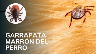 LA GARRAPATA MARRÓN DEL PERRO 🕷 【𝑀𝐸𝐷𝐼𝐶𝐼𝑁𝐴 𝑉𝐸𝑇𝐸𝑅𝐼𝑁𝐴𝑅𝐼𝐴】 [upl. by Winola]