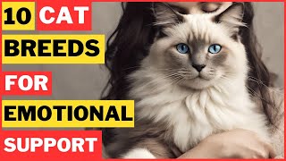 Top 10 Best Cat Breeds for Emotional Support And Well Being [upl. by Mela]