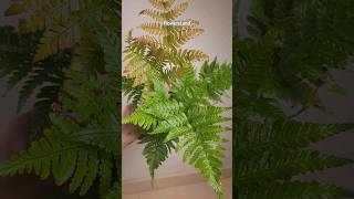 Папоротник Дриоптерис эритрозора  Dryopteris erythrosora fern  FlowersLand [upl. by Akahs579]