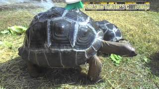 Aldabra Giant Tortoise Bath Time [upl. by Noellyn246]