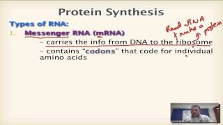 Chapter 13 Part 1  Types of RNA [upl. by Elleiad]