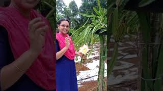 How to pollinate dragon fruit flower [upl. by Geilich]