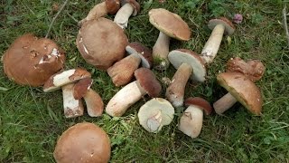 Boletus reticulatusaestivalis udako onddozuria boleto reticulado [upl. by Enerol]