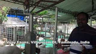 Selecting Goat Breeds for Stall Fed methods  English version  Vijay Farms [upl. by Ventura727]