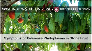 Symptoms of Xdisease Phytoplasma in Stone Fruit [upl. by Kappenne]