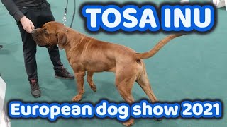 Tosa Inu European dog show 2021  2nd day  Budapest Hungary [upl. by Eciralc]