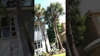 TRIMMING PALMS landscapegrass landscaping lawncare [upl. by Eiboj]