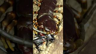 Venezuelan giant centipede Scolopendra gigantea black morph [upl. by Coady]