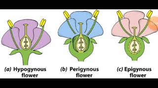 Position of Ovary  Hypogynous  Perigynous amp Epigynous Flower NEET2024 [upl. by Torp901]